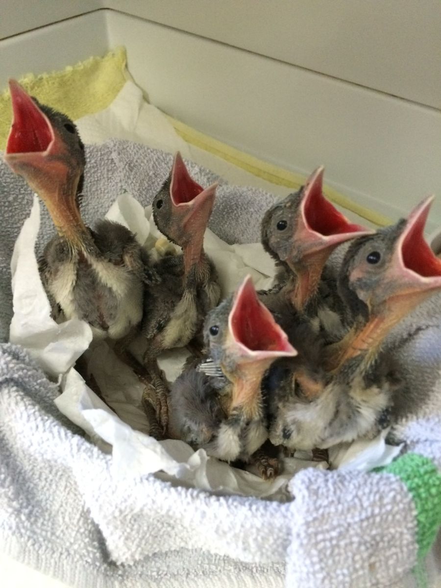 Hungry Baby Birds!